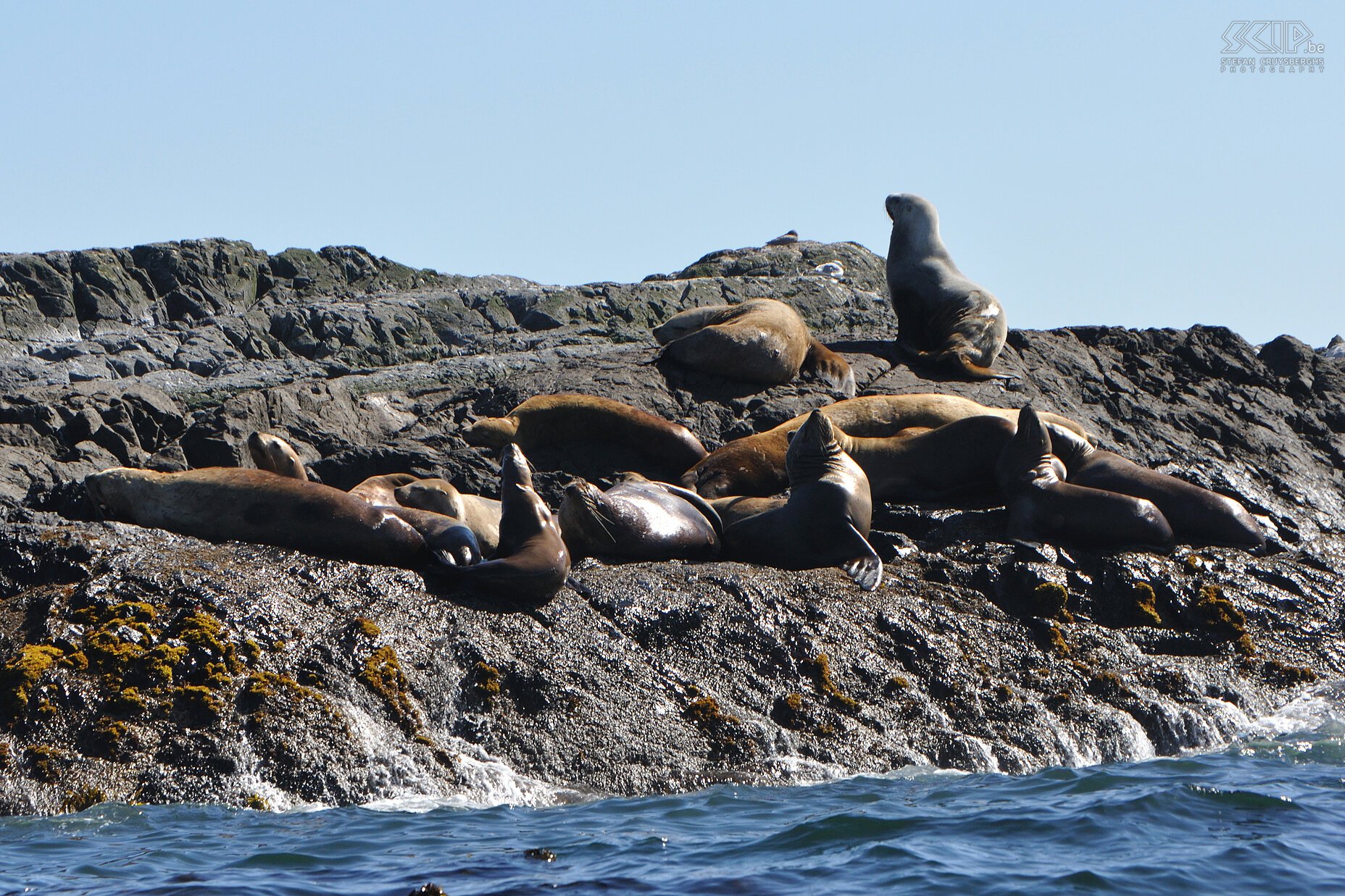 Tofino - Zeeleeuwen Vanuit Tofino gaan we ook met een zodiac de zee op om te zoeken naar zeeleeuwen en walvissen. Stefan Cruysberghs